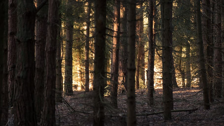 pine, forest, trees, light, tree trunk, land, plant, woodland HD wallpaper