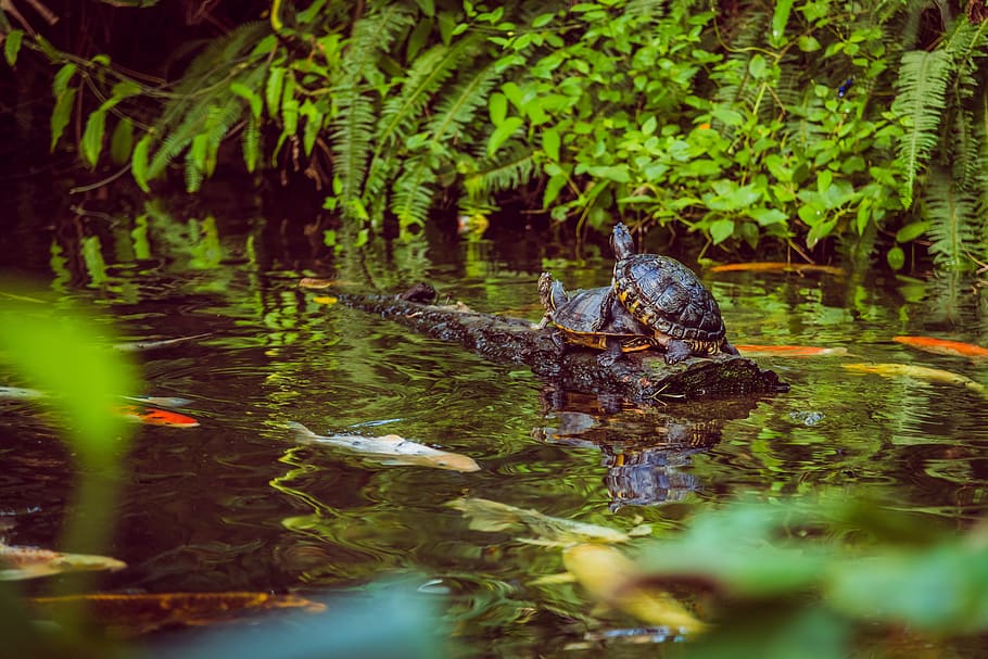 water, turtles, koi, fish, pond, couple, log, resting, tropical HD wallpaper