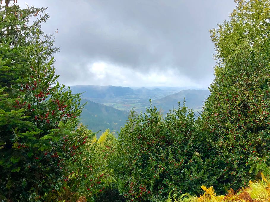 vosges, mountains, hulst, beauty in nature, plant, growth, scenics - nature HD wallpaper