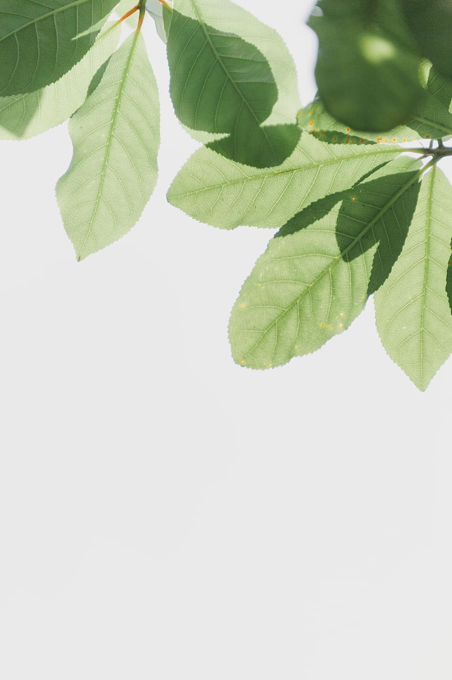 Green Leaves, plant, plant part, leaf, green color, studio shot HD wallpaper