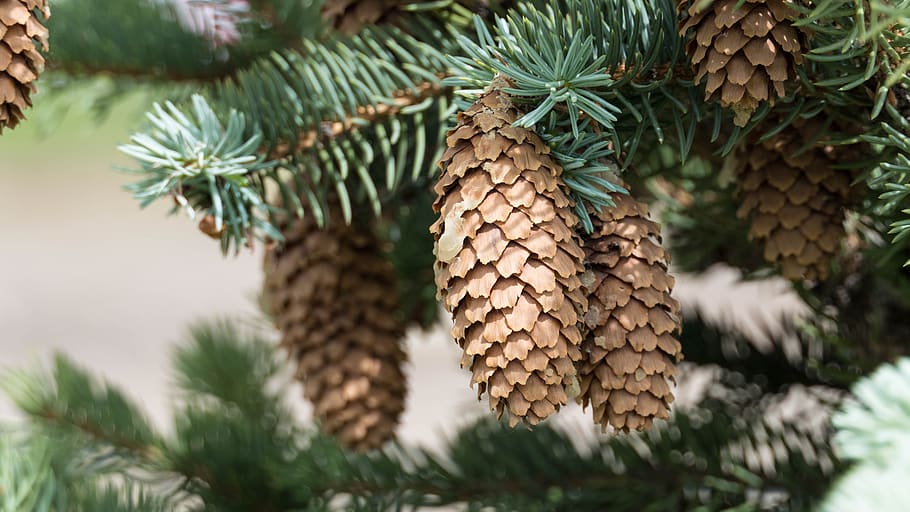 cones, spruce tree, nature, forest, evergreen, landscape, plant HD wallpaper