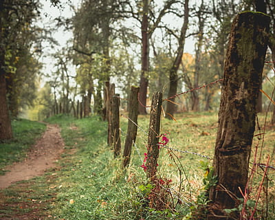green trees, plant, path, trail, vegetation, forest, nature, tree trunk HD wallpaper