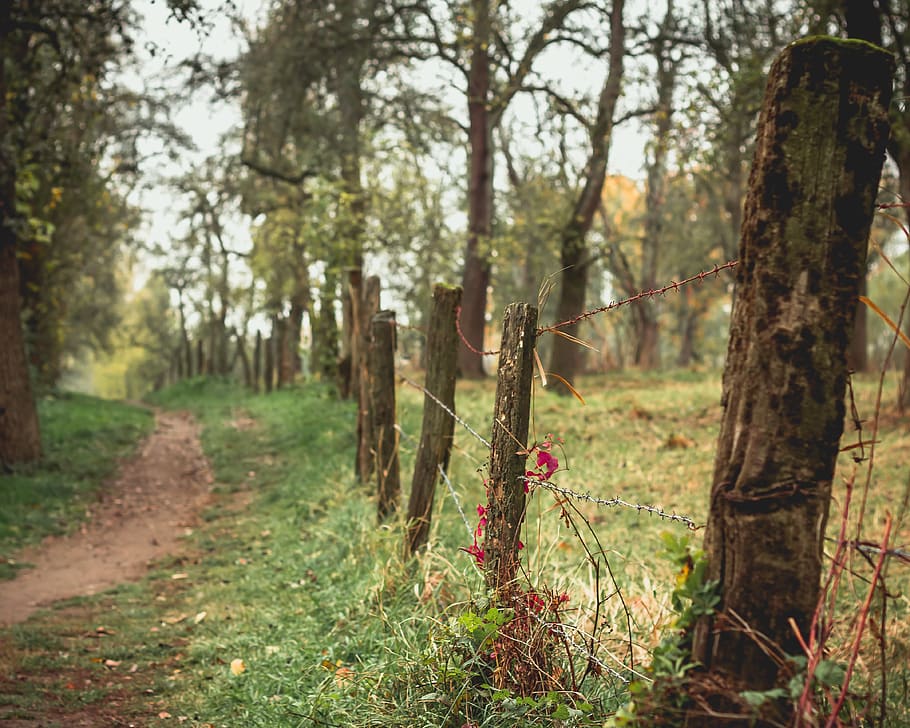 green trees, plant, path, trail, vegetation, forest, nature, tree trunk HD wallpaper