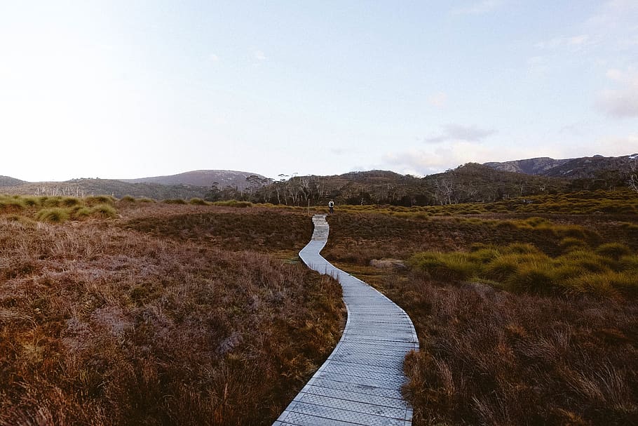 gray pathway beneath grass, bridge, boardwalk, building, tasmania HD wallpaper