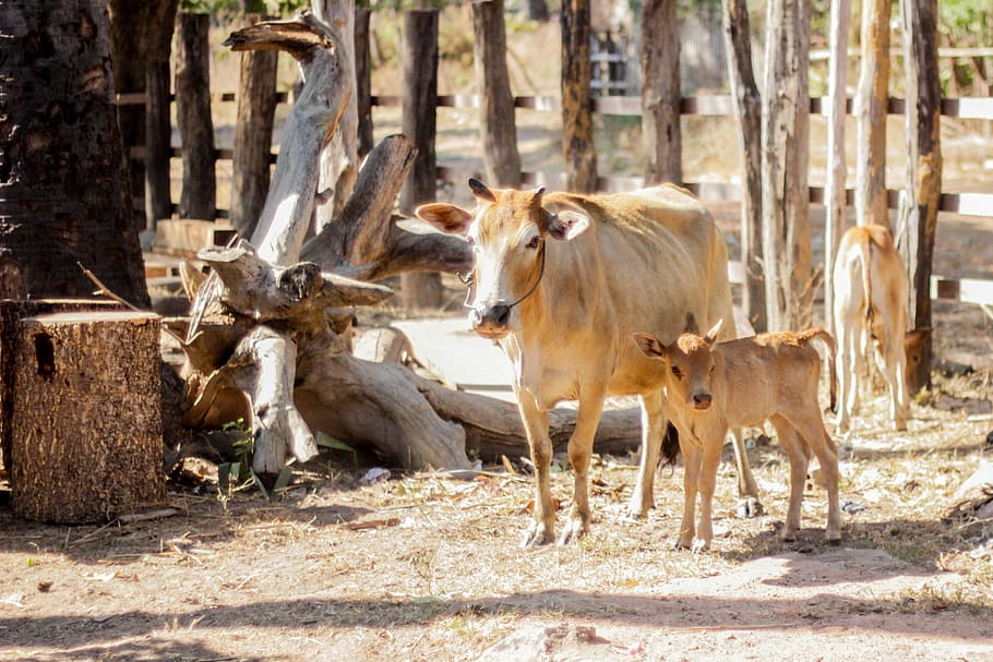 white cow, animal themes, mammal, group of animals, animal wildlife HD wallpaper