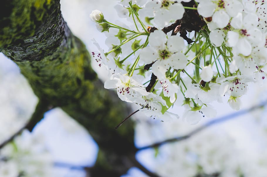 white 5-petaled leafed tree, flower, blossom, flora, nature, cherry blossom HD wallpaper