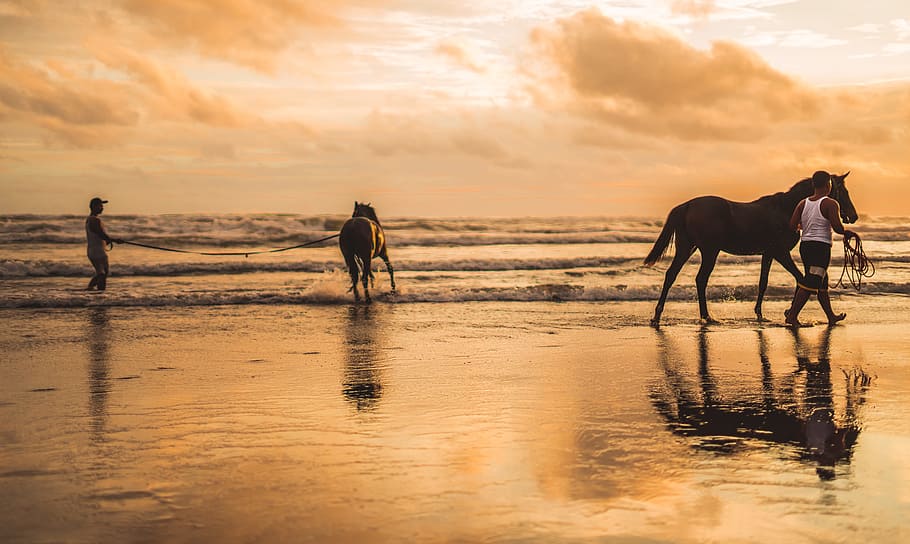 Two Horses on the Beach, cavalry, clouds, dawn, dusk, evening HD wallpaper