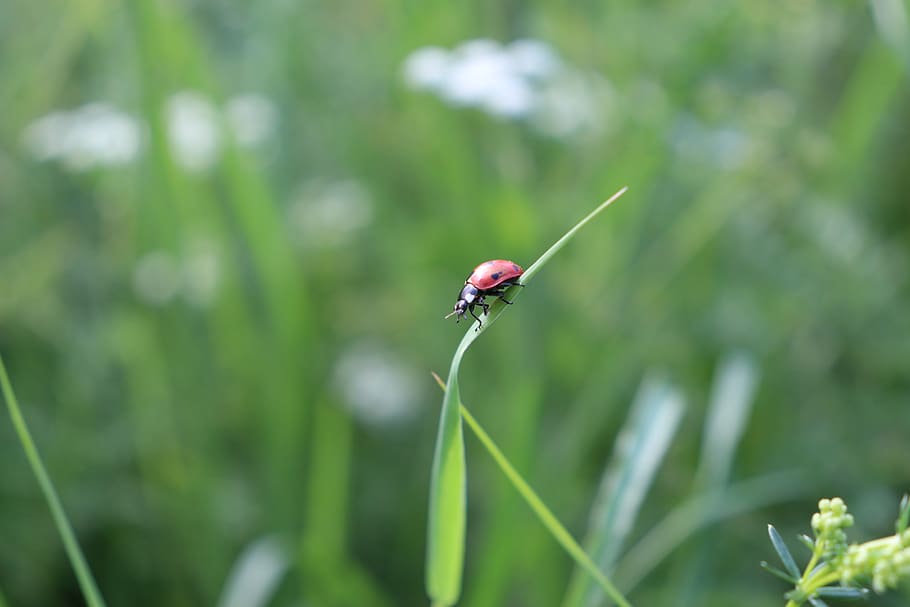 ladybug, meadow, insect, beetle, nature, plant, grass, close up HD wallpaper