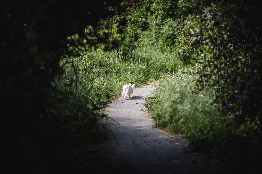 white rabbit running on the pathway, fox, kit fox, mammal, wildlife HD wallpaper