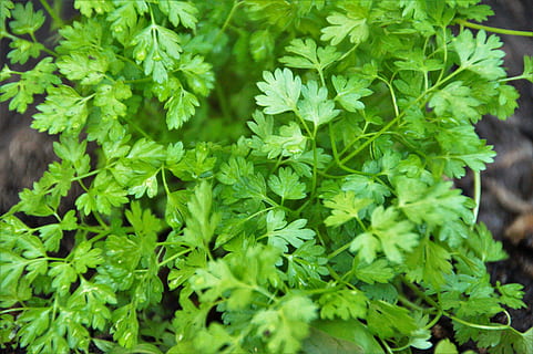 chervil, herb, kitchen, cooking, ingredient, spices, bed, fine HD wallpaper