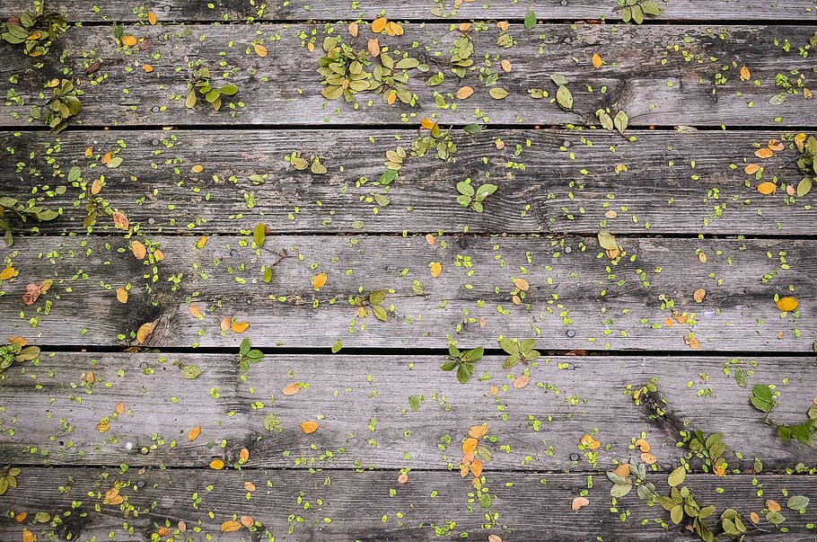brown and green surface, full frame, backgrounds, wood - material HD wallpaper