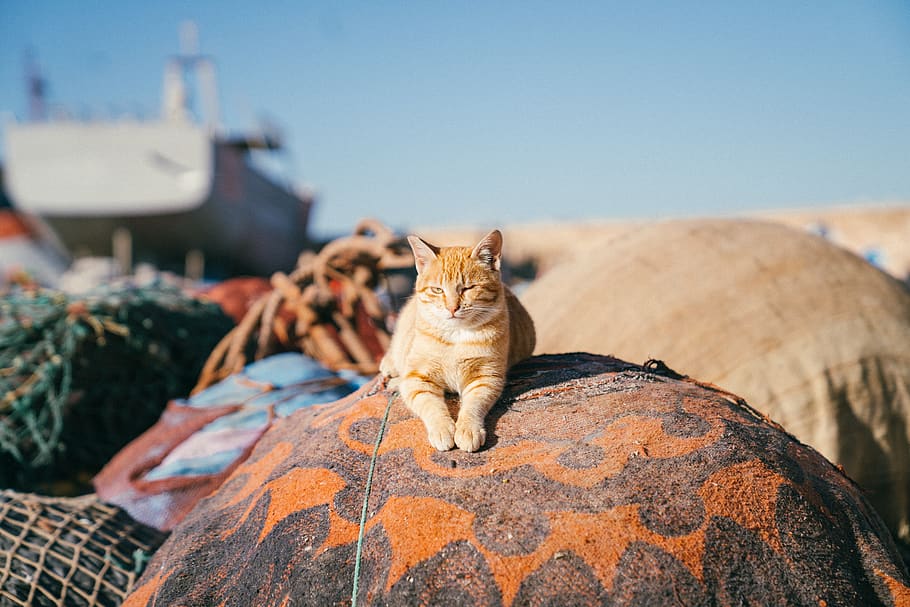 orange tabby cat on top of gray garment, pet, animal, mammal, HD wallpaper