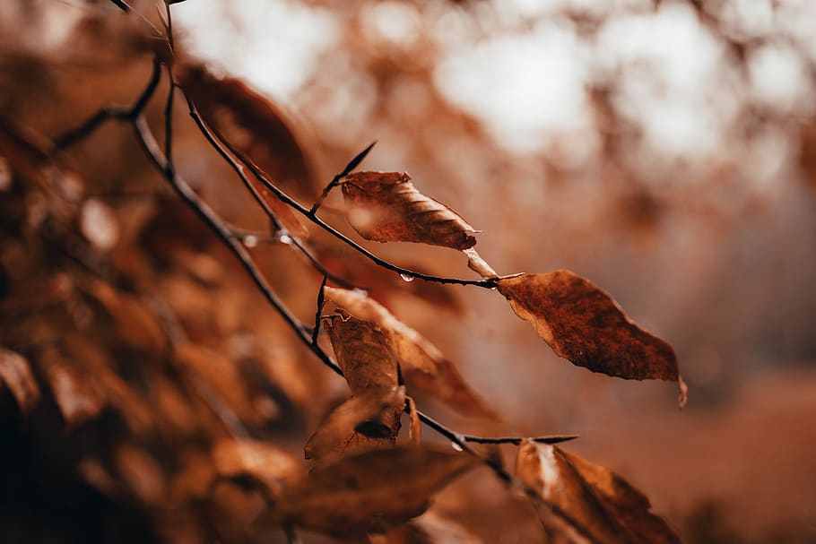 shallow focus photography of brown-leafed plants, nature, outdoors, HD wallpaper