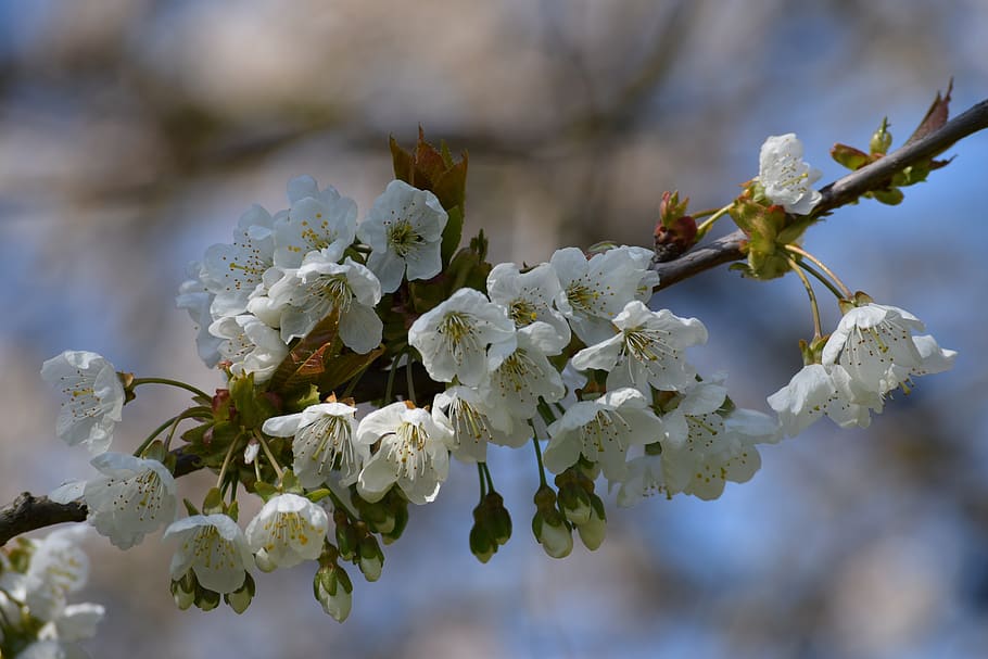 nature, spring, garden, focus, flowering plant, vulnerability HD wallpaper