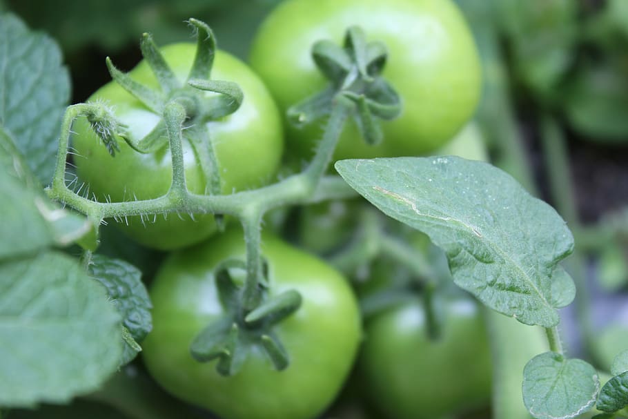 tomatoes, green, natural, green color, food and drink, freshness HD wallpaper