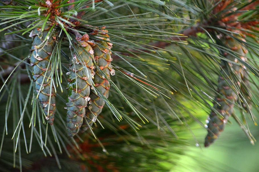 fir tree, pine cones, tap, needles, conifer, nature, evergreen HD wallpaper