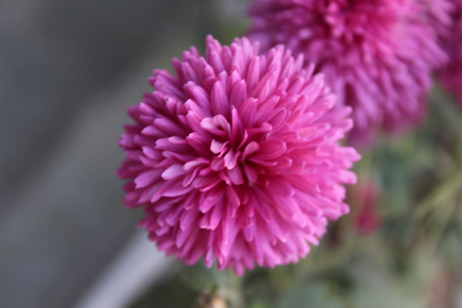 Close-up Photography of Pink Dahlia Flower, beautiful, bloom HD wallpaper