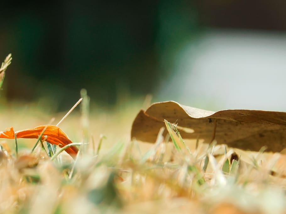 green grass, plant, animal, invertebrate, insect, vegetation HD wallpaper