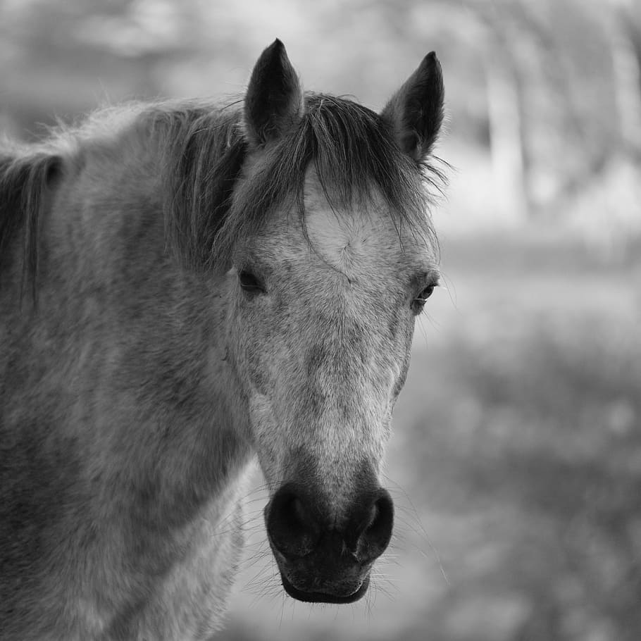 Horse Head Grayscale Photo, animal, Ã©quin, black and white