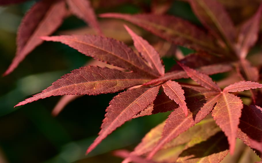 maple leaves, red maple, fine, tender, ornamental maple, nature HD wallpaper