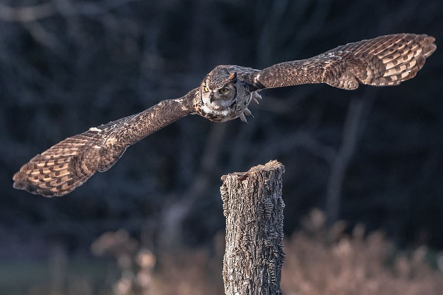 owl in mid air, lizard, reptile, animal, bird, flying, wildlife HD wallpaper