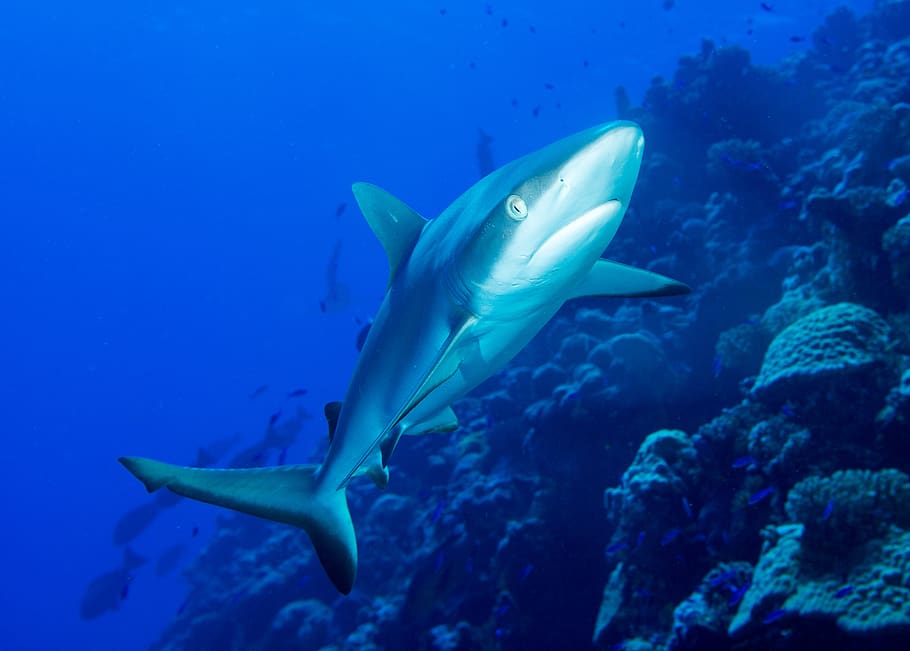 underwater shark, fish, animal themes, animals in the wild, sea HD wallpaper
