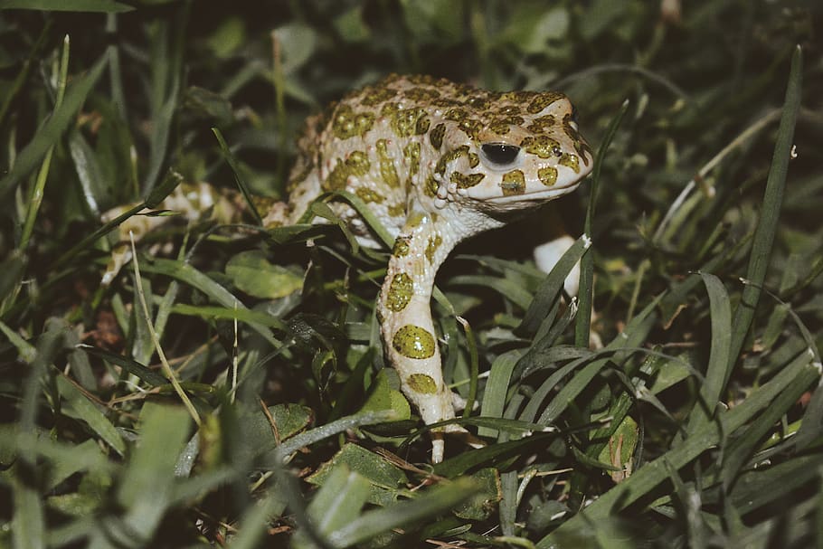 frog, dark, animals, green, tree frog, animal themes, one animal HD wallpaper