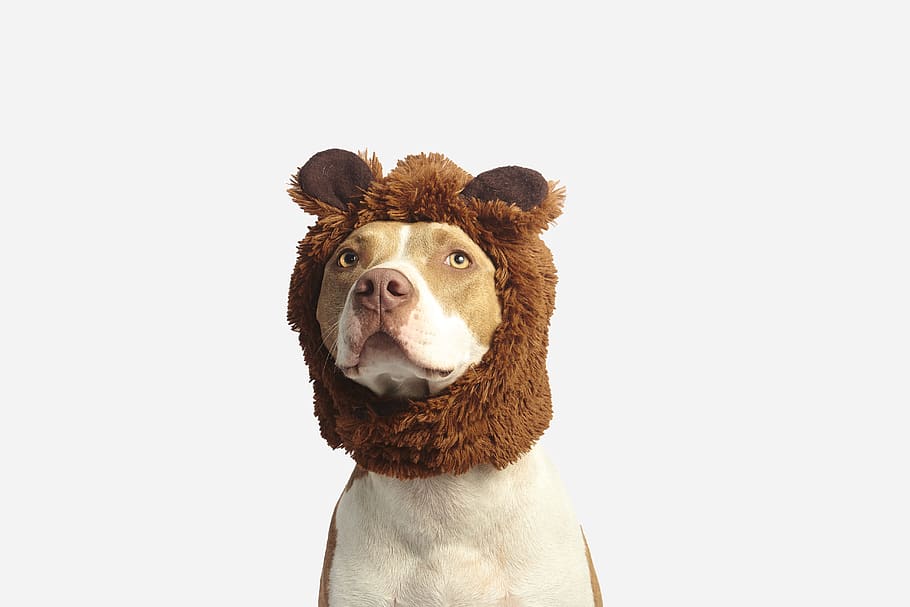 Brown and White American Pit Bull Terrier With Brown Costume, HD wallpaper