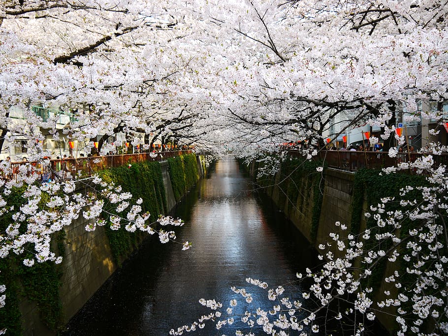 plant, water, blossom, springtime, flower, tree, flowering plant HD wallpaper