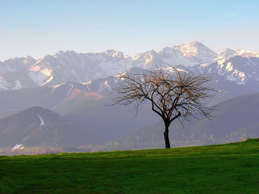 tatry, tree, landscape, poland, mountains, top, scenery, nature HD wallpaper