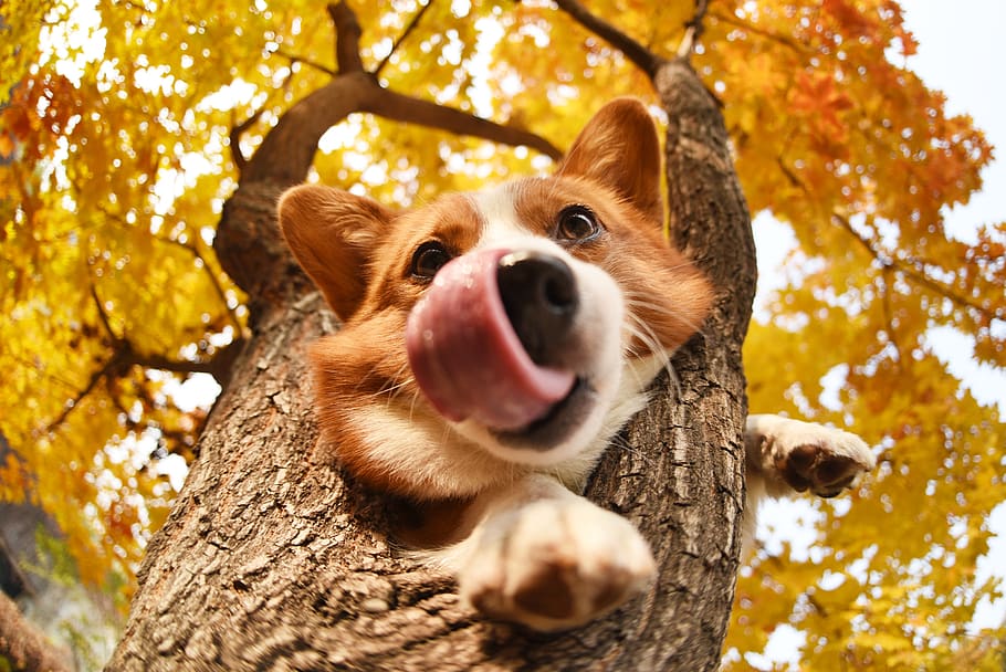 pets, dog, tree, one animal, mammal, plant, canine, animal themes, HD wallpaper