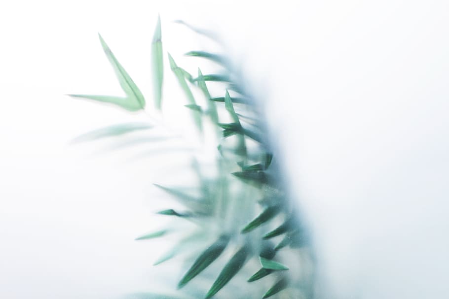 Leaves Through Fogged Glass Photo, Abstract, Plants, Creative HD wallpaper