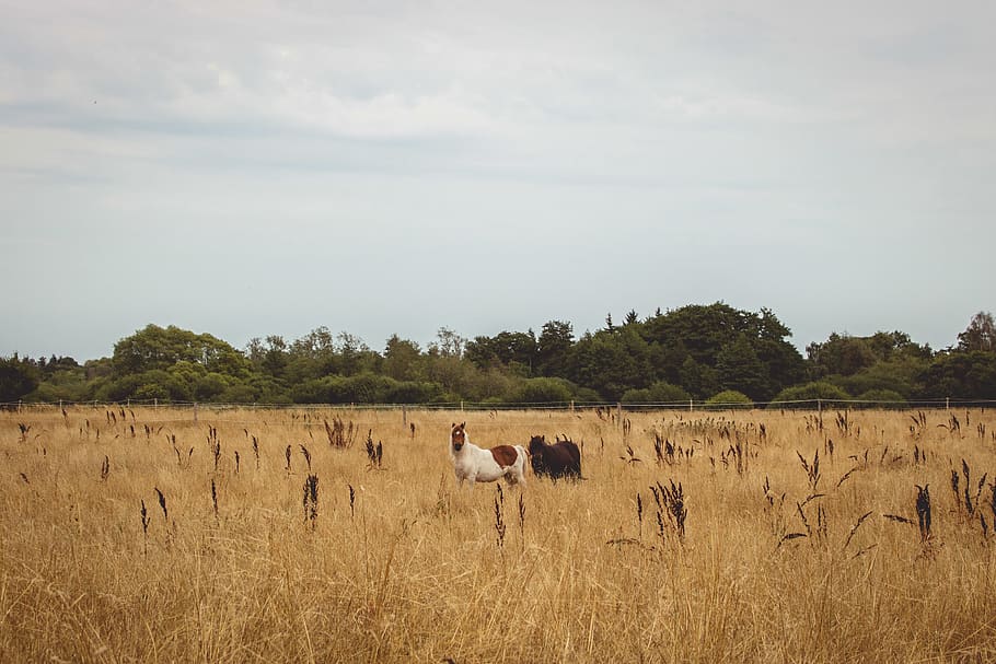 denmark, field, summer, horse, landscape, forest, nature, plant HD wallpaper
