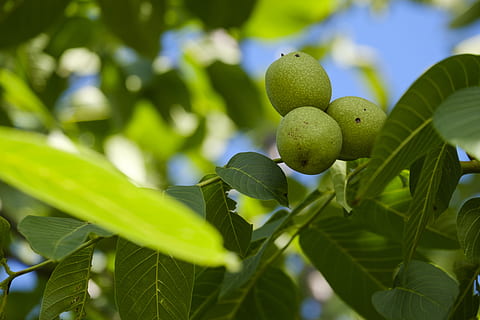 nut, walnut, walnut tree, leaves, fruit, leaf, plant part, green color HD wallpaper