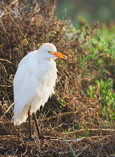 intermediate egret, bird, white, heron, nature, wildlife, animal HD wallpaper