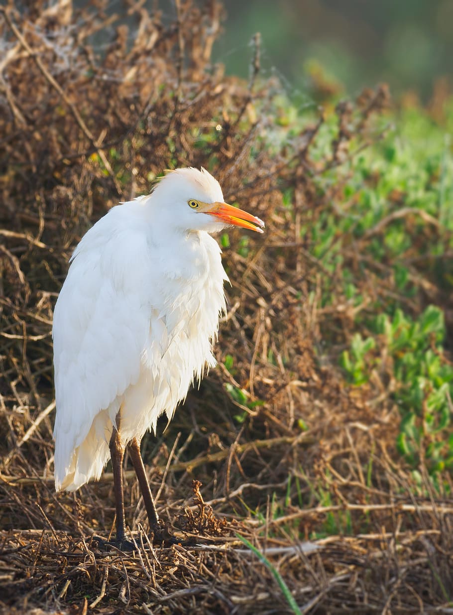 intermediate egret, bird, white, heron, nature, wildlife, animal HD wallpaper