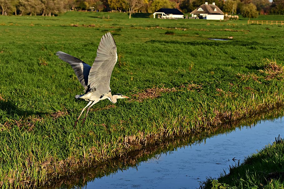 heron, wading bird, flight, wing, plumage, flying, field, ditch HD wallpaper