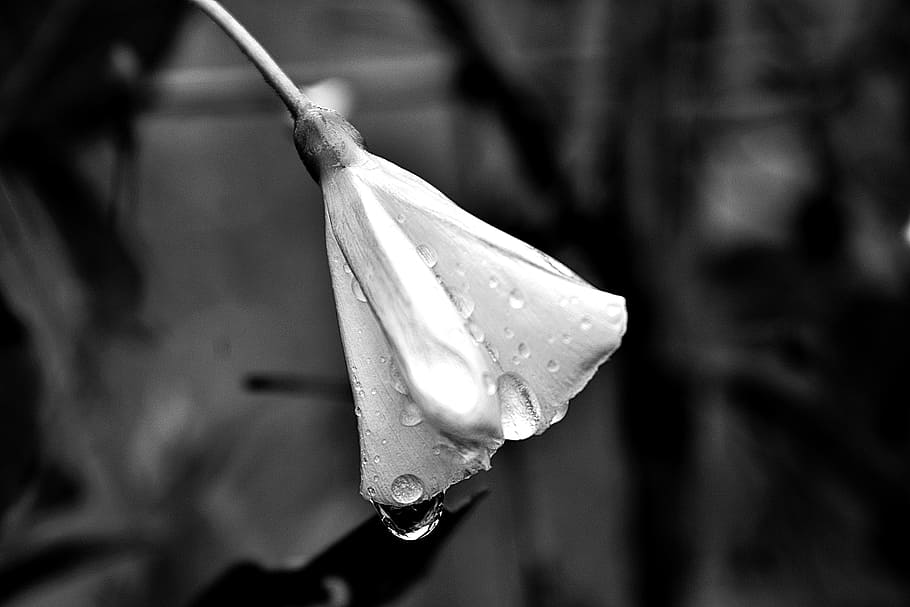 Greyscale Closeup Photo of Flower, abstract, black and white HD wallpaper