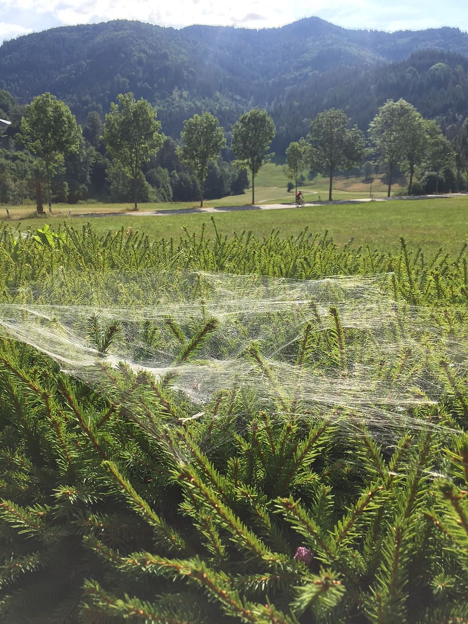 cobweb, nature, spider, dew, close up, cobwebs, spin threads HD wallpaper