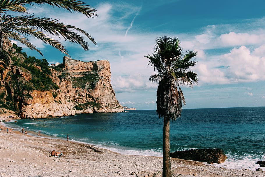Photo Of Beach, cliff, nature, ocean, palm tree, sea, seascape HD wallpaper