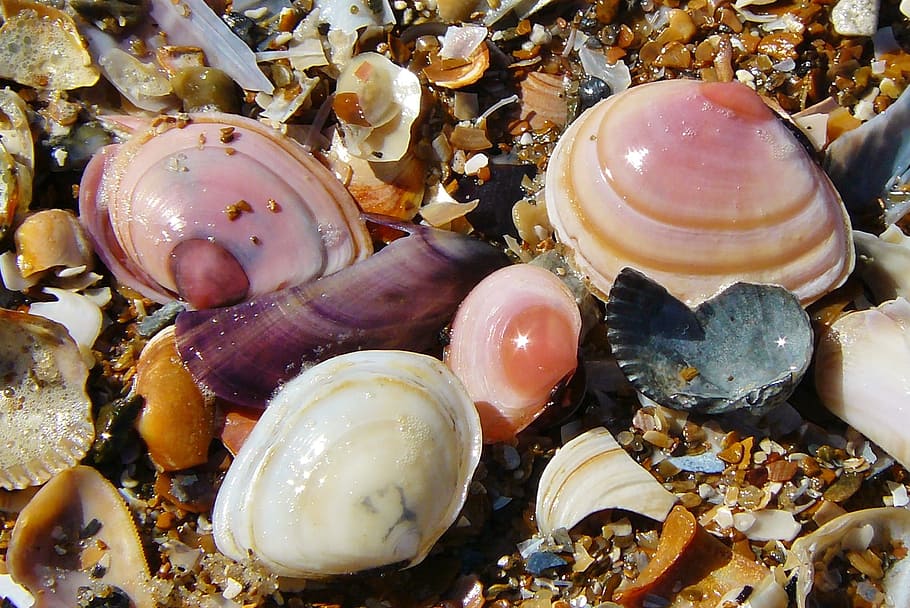 Shell, object, seep, shelter, protection, animal shell, animal wildlife HD wallpaper