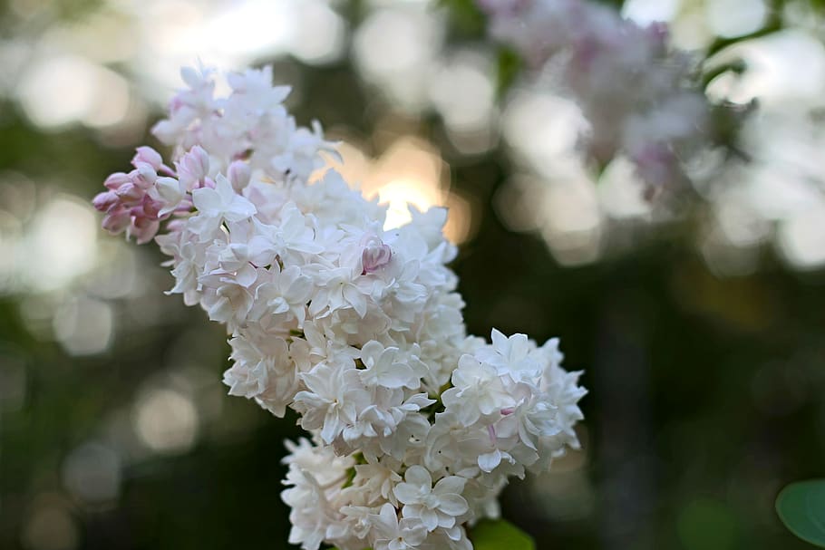 Shallow Focus Photography of Flowers, white, flowering plant HD wallpaper