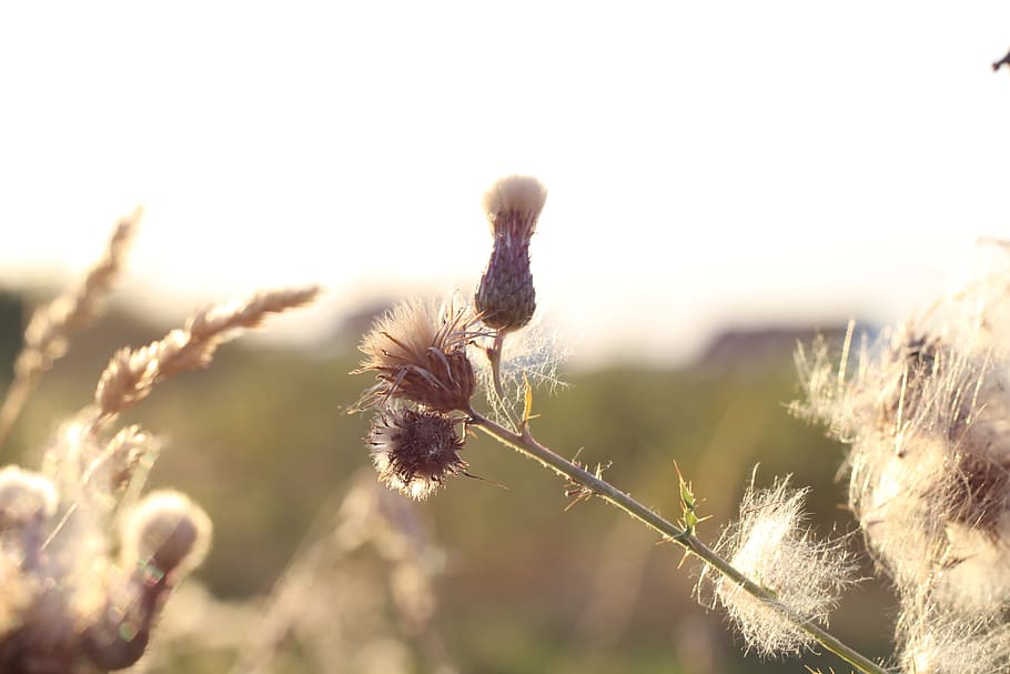 germany, lüdenscheid, bud, beige, cream, plant, growth, close-up HD wallpaper