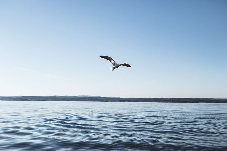 White and Brown Bird Near Body of Water Under Blue Sky at Daytime HD wallpaper