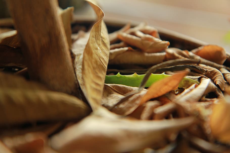 leaves, leaf, green, food, food and drink, selective focus HD wallpaper