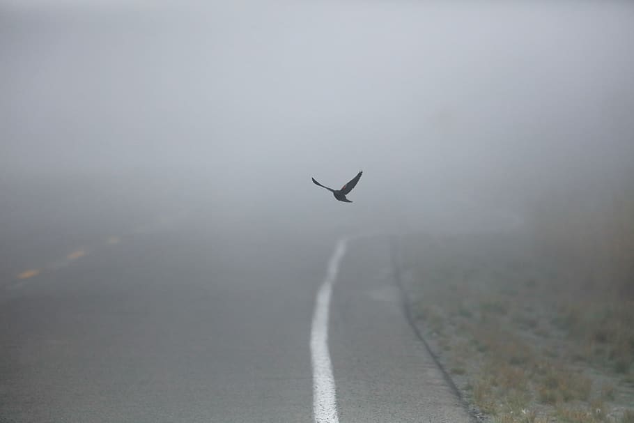 black bird in flight, flying, fog, transportation, animal wildlife HD wallpaper