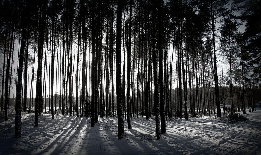 winter, forest, tree, black and white, nature, plant, woodland HD wallpaper