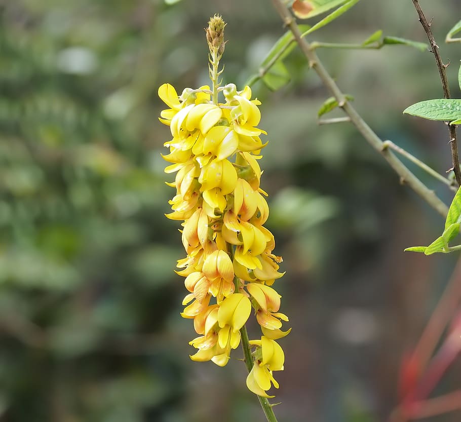 flower, flora, nature, leaf, outdoors, garden, floral, petal HD wallpaper