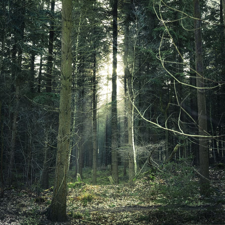 Photo of Forest, conifer, dawn, daylight, environment, fall, fog HD wallpaper