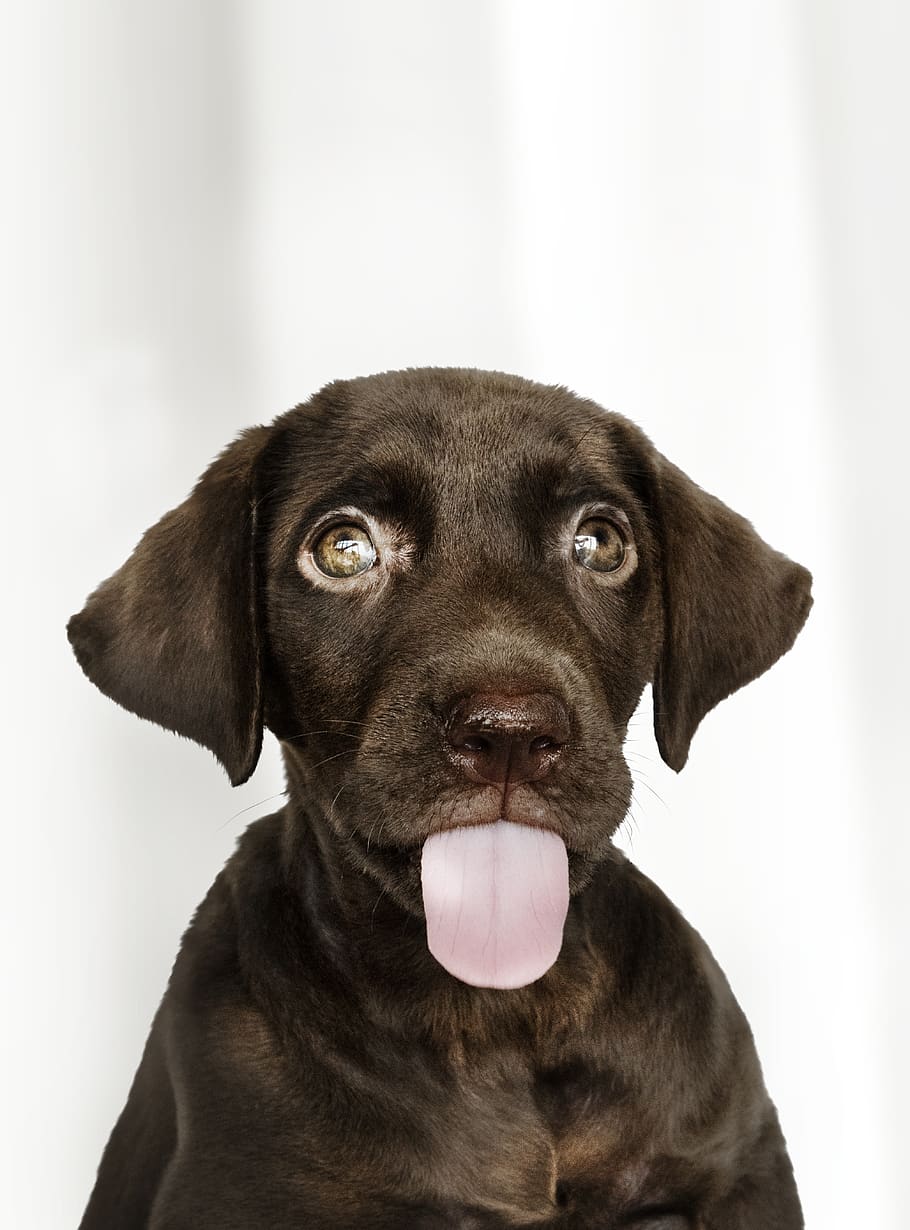 Close-up Photo of Brownish Labrador Retriever Puppy, adorable, HD wallpaper